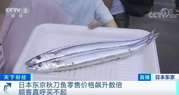 广东省秋刀鱼价格探析