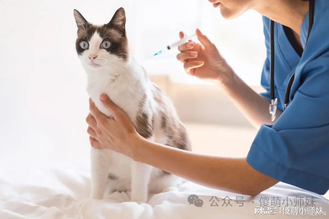 猫四个月打疫苗可以吗？全面解读猫咪疫苗接种时间与注意事项