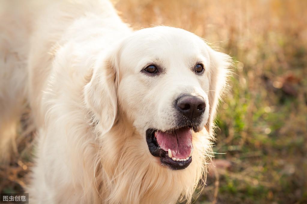 拉布拉多犬一个月花费详解，从食物到日常护理的全方位解析