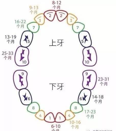 小孩最晚几个月长牙，关于婴儿牙齿生长的时间表及影响因素