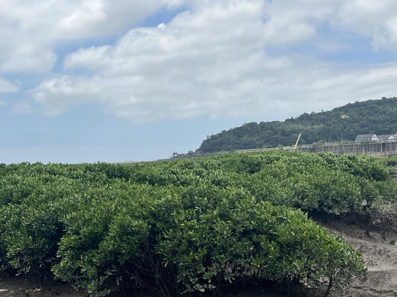 广东省西府海棠小苗，自然之美与生态的和谐共生