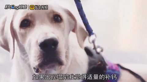 两个月大的拉布拉多犬的饮食需求和喂养指南