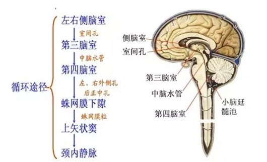 关于一个月宝宝脑积水症状的研究与探讨