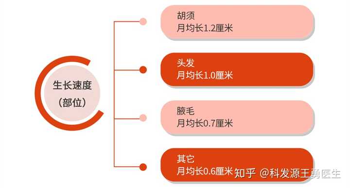 两个月头发能长多少，探究头发的生长周期与影响因素