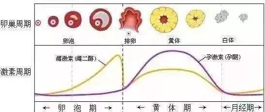 女生卵子一个月几个，深度解析女性生殖周期中的奥秘